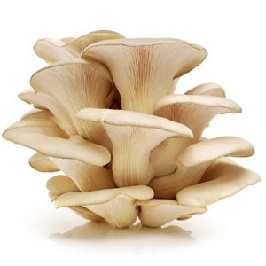 Oyster mushroom