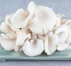 Oyster Mushroom Narayanganj